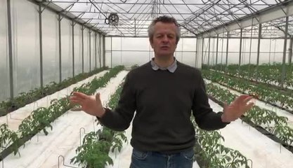 Travail chez les maraîchers dans l'Aube