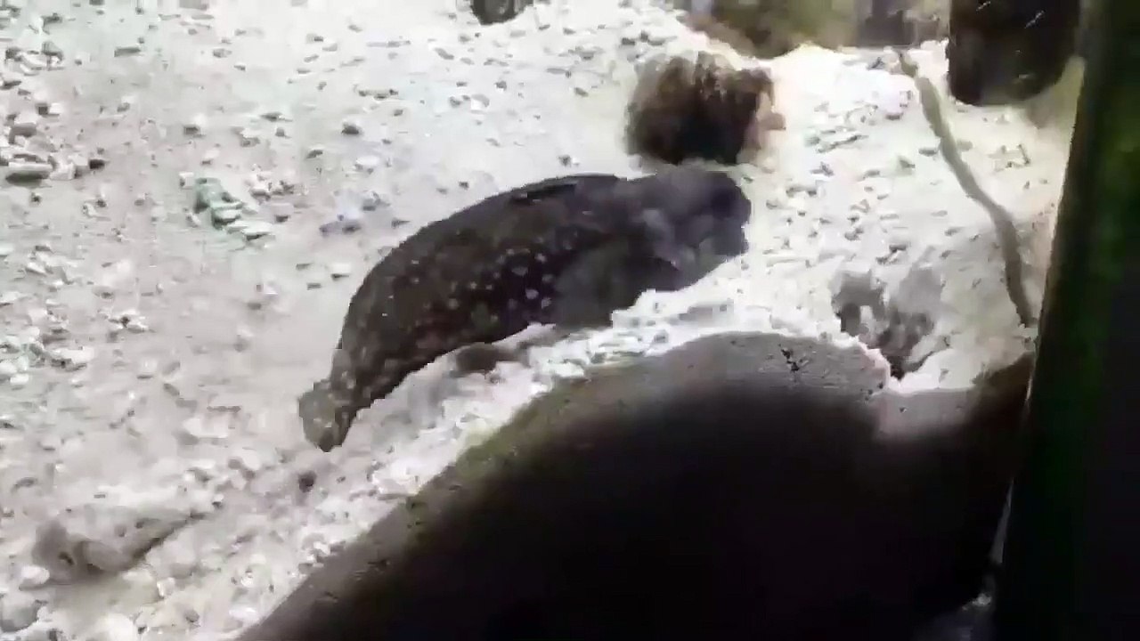 2 Fish having an argument
