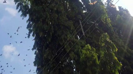 Thousands of Bats Flying During Daytime