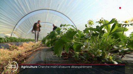 Coronavirus : l’agriculture manque de personnel
