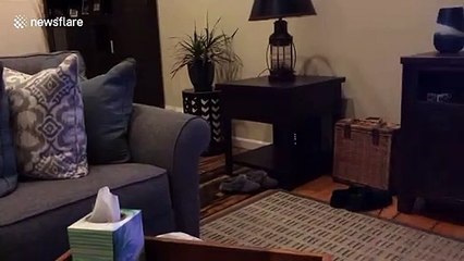 Finn the cat plays fetch with his favorite mouse in Massachusetts