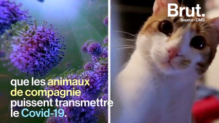 Covid-19 : les animaux de compagnie, indirectement touchés par la pandémie