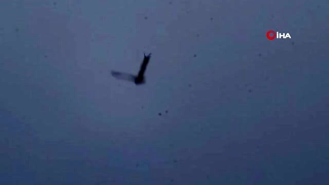 Tedavi edilen kızıl akbaba doğaya bırakıldı