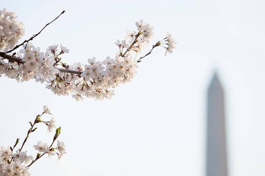 Watch the Cherry Blossoms in Real-Time at the National Mall in D.C. on the Bloom Cam