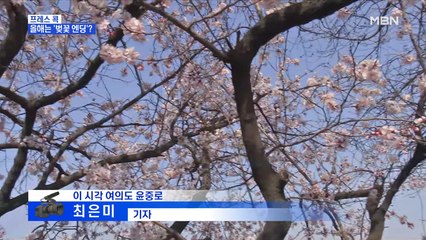 [MBN 프레스룸] 올해 벚꽃놀이 취소됐지만…윤중로 현장연결