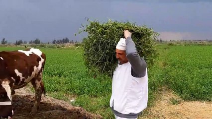 شاهد ما فعله الحاج مسعود في امه السبب شيء لا يصدق هتضحك يعنى هتضحك حتى البكاء
