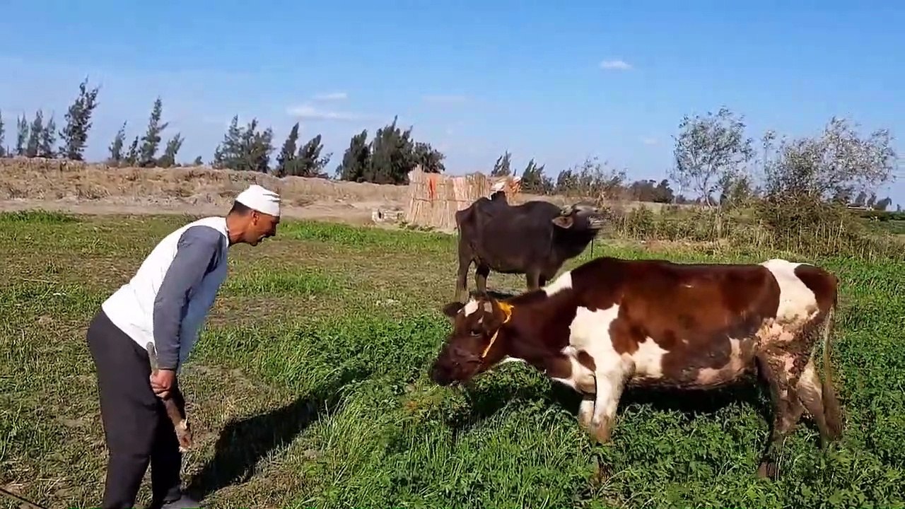 شاهد ما فعله الحاج مسعود في جاموسه حسنين رد فعل حسنين شيء لا يصدق هتضحك يعنى هتضحك حتى البكاء