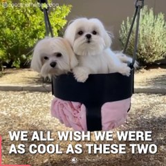 Two Adorable dogs fluffy Sisters -comedy funny dogs 2020 you will love them