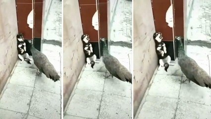 Viral Video : Peacock & Dog Amazing Clash Makes You Laugh