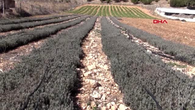 BURDUR Lisinia'da 14 milyon lavanta ve ada çayı fidesi üretildi