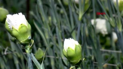 ANTALYA Koronavirüsün çiçek sektörüne etkisi 30 milyon dolar