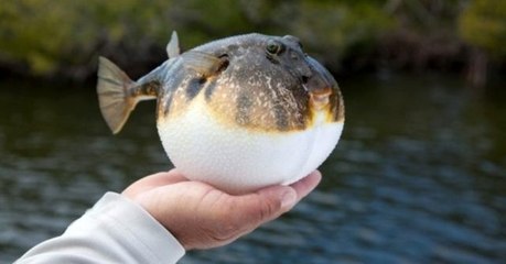 Kanser ilacı yapımında kullanmak için talep oldu, balon balığında avlanma yasağı kaldırıldı