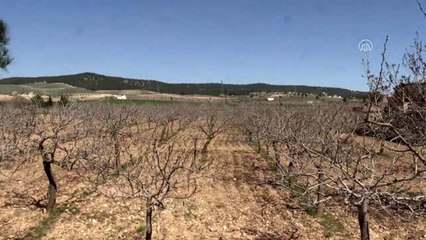 "Yeşil altın" rekoltesinde beklenti yüksek