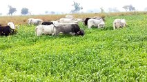इटावा: किसानों की फसल को बर्बाद कर रहे आवारा गोवंश
