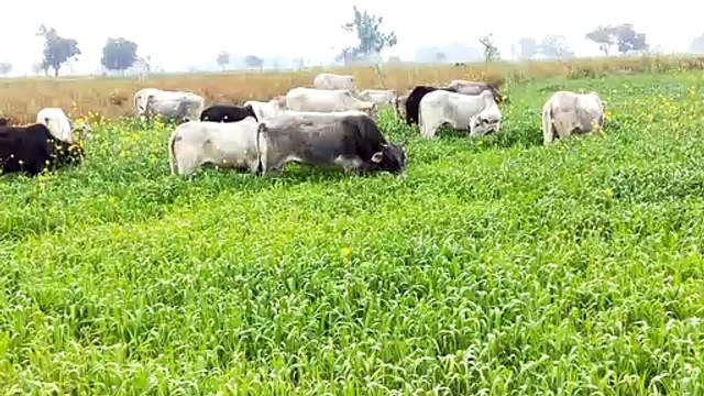 इटावा: किसानों की फसल को बर्बाद कर रहे आवारा गोवंश