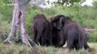 Herd of elephants frolicking at national park in Sri Lanka