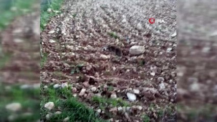 Siirt’te yavru su samuru doğal ortamına bırakıldı