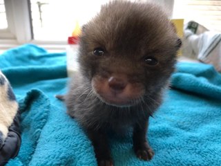 Ils croyaient  adopter un chaton, il s’agit en fait d’un bébé renard