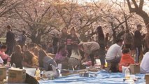 El coronavirus no impide a los nipones celebrar la floración de los cerezos