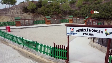 Türkiye'nin en büyük cam horoz heykelini montaj ile kümesine gönderdiler