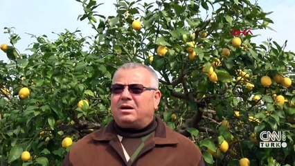 Talep arttı, limonun kilo fiyatı yükseldi