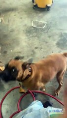 Doggy Attacking Compressed Air