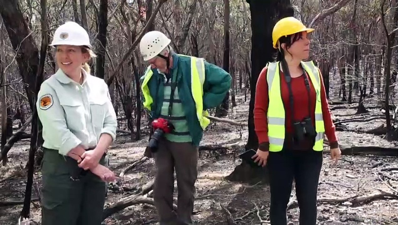 Gerettete Koalas werden in die Freiheit entlassen