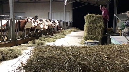 Adrien, l’éleveur de montbéliardes, fait le show sur Facebook !