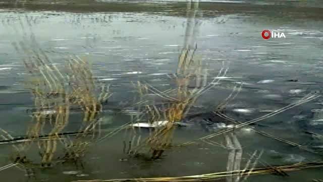 Tarladan balık topladılar...Baraj suları çekilince binlerce balık ortaya çıktı