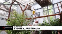 Koalas saved from Australian wildfires released back into natural habitat