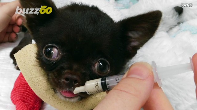 Tiny Dog Given New Life with 3-D Printed Design to Help Him Walk!
