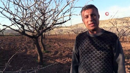 Gözü gibi baktığı fıstık ağaçlarını kesen şahısların yakalanmasını istiyor