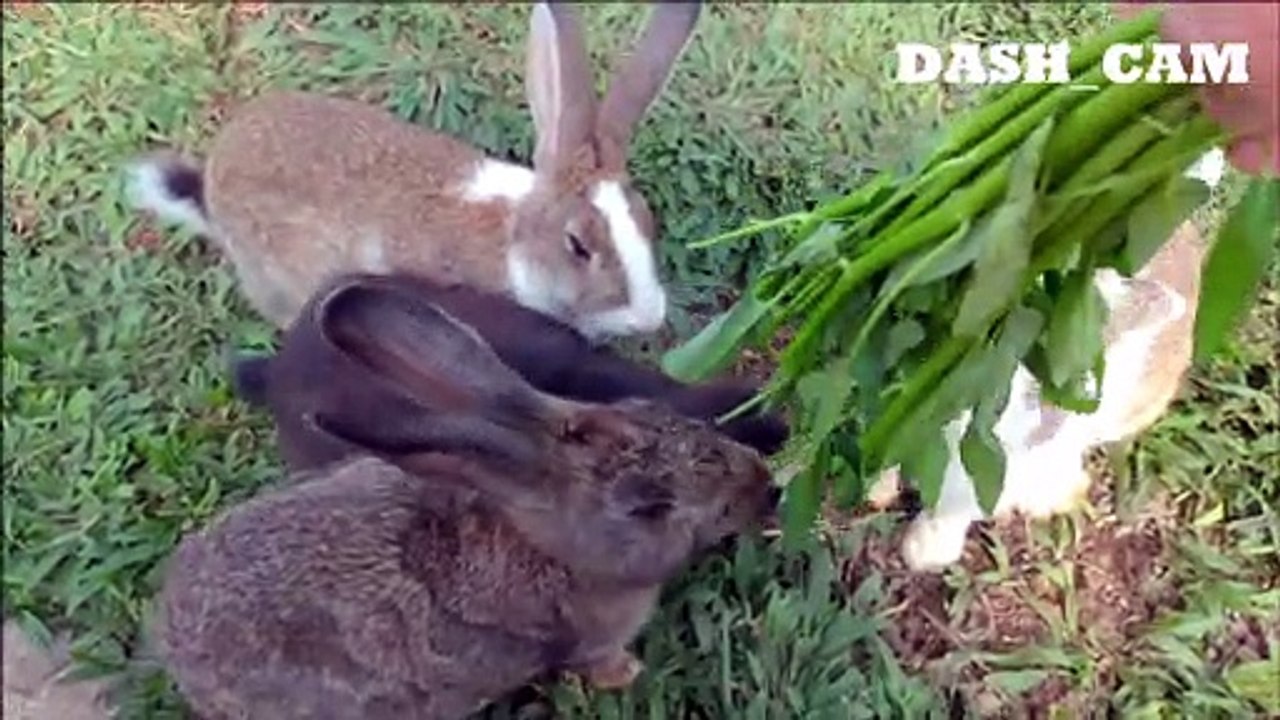 feed vegetables to rabbits