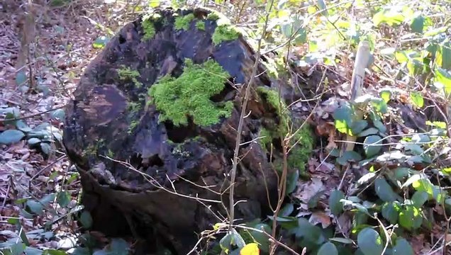 Pinneberg Wald März 2020 - Vom Krankenhaus zum Bahnhof /Full Film/Complete Movie/Ganzer Film