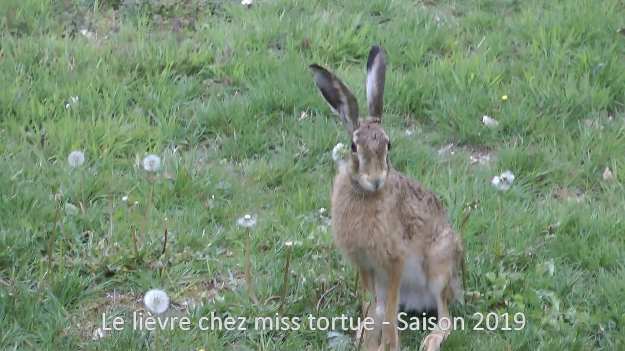 Pause du lièvre au jardin