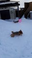 Doggies Chase Balloon Around Snow Filled Backyard