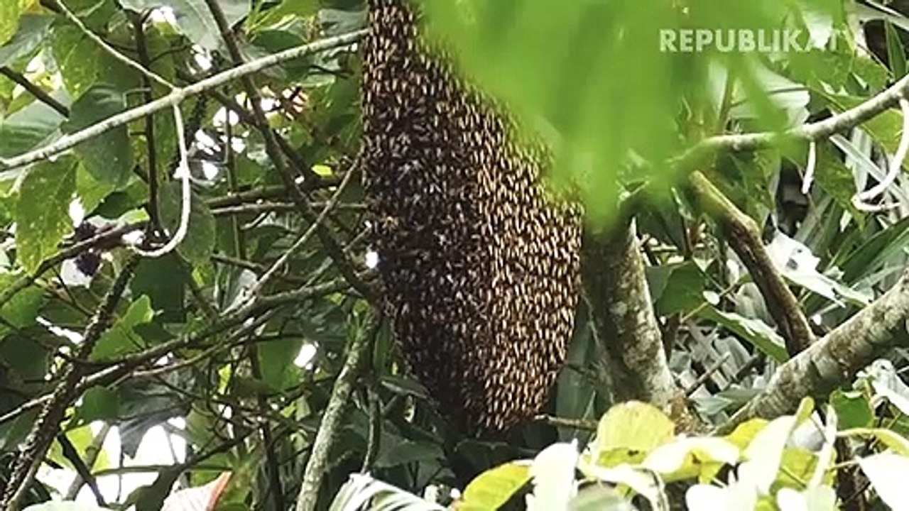 Perburuan Madu Dorsata.