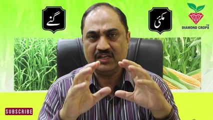 PART 1 | HOW TO INCREASE MAIZE CROP |