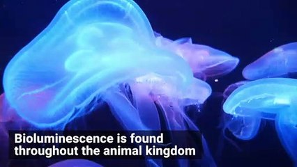 Squid Might Use Glowing Lights to Communicate