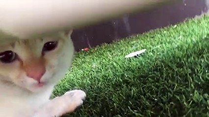 My cat seems pretty upset, so I made him a matching piece of music, hope he will feel better soon