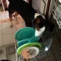 Ce chien lèche la vaisselle.. plus besoin de la laver !