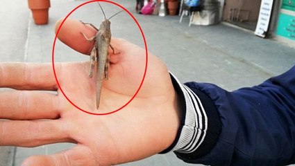 Çöl çekirgeleri Hakkari'nin Şemdinli ilçesinde görüldü