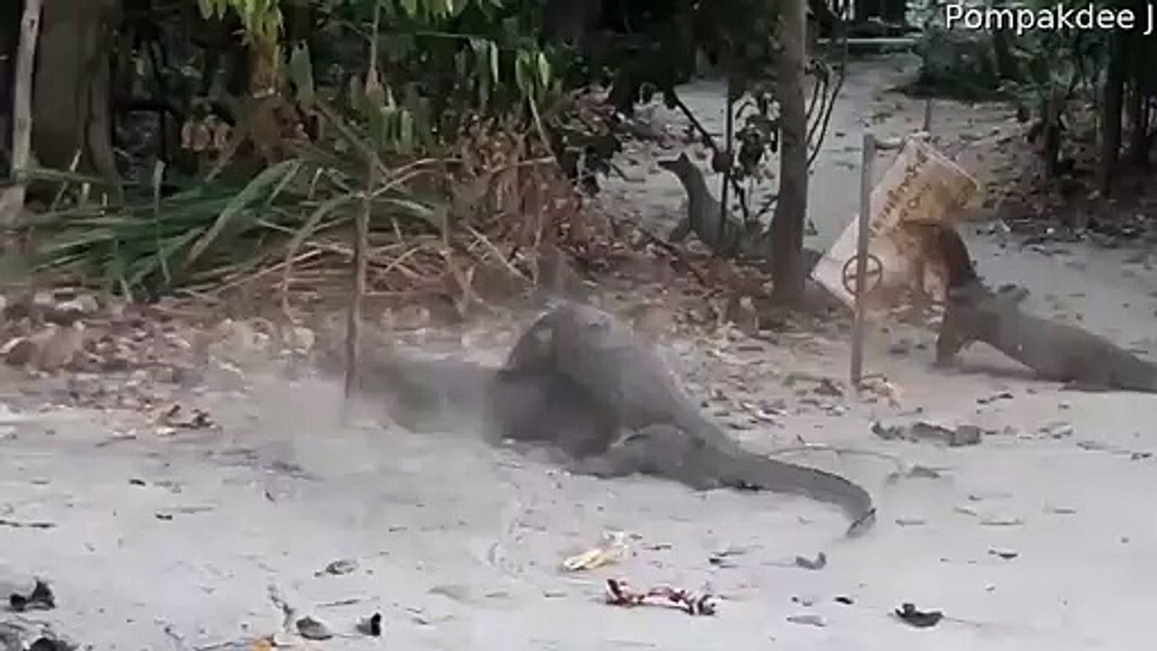 Monitor Lizard Battle Over Territory