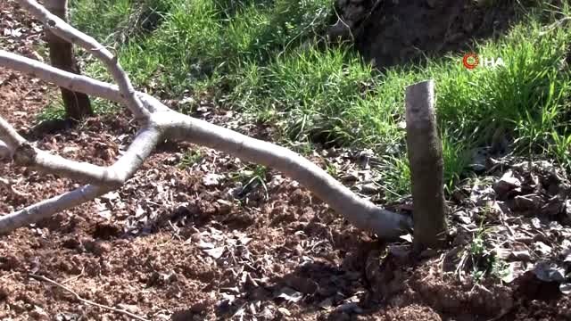 Gözü gibi baktığı fıstık ağaçlarını kesen şahısların yakalanmasını istiyor