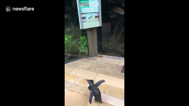 Penguins in the US have 'field trip' to visit other animals in zoo before COVID-19 lockdown
