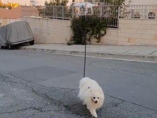خوفاً من كورونا: رجل يستخدم طريقة ذكية لتنزيه كلبه دون أن يغادر منزله