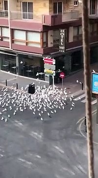Elle sort nourrir des pigeons en plein confinement et va le regretter