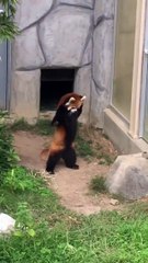Réaction adorable de ce panda roux qui a peur d'un rocher