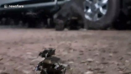 Banded bullfrog eats mayflies that landed in garden after rainstorm in Thailand
