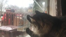 Cat Scratches Glass Window Trying to Catch Bird from Inside